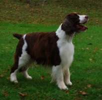 English Springer Spaniel: 'Marker'
