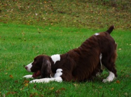 English Springer Spaniel: 'Marker'