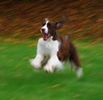 English Springer Spaniel: 'Marker'