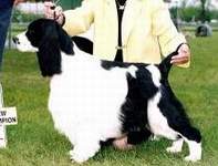 English Springer Spaniel Photo: McGraw