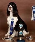English Springer Spaniel photo: Ch Serenade's Pirate Queen CD