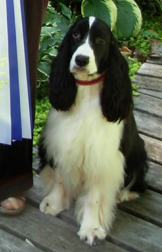 Springdream's Mini-Fee