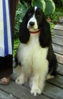 Springdream's Mini-Fee