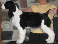 English Springer Spaniel image: Karmadi's Moments 'Monique'