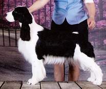 English Sprimger Spaniel image: Karmadi's Moments 'Monique'