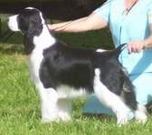 Monique at the National Specialty, August 2008