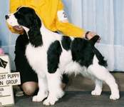 English Springer Spaniel photo:  Ch Jester's Whiter Shade of Pale
