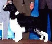 English Springer Spaniel photo: A/C Ch Karmadi's Ms Bee Haven