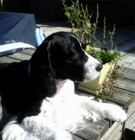 Ms Bee