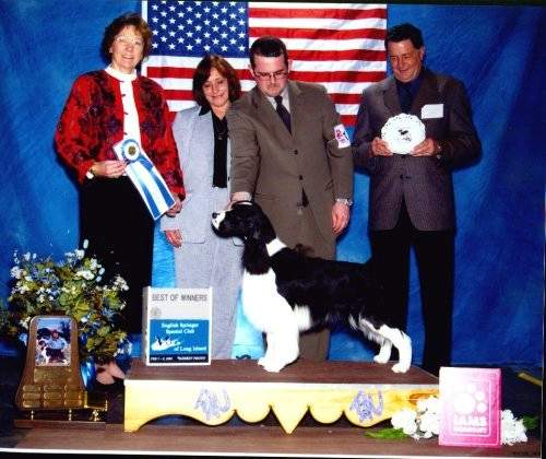English Springer Spaniel photo:  A/C Ch Karmadi's Ms Bee Haven