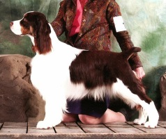 Noah (Liver & white tri-coloured English Springer Spaniel)