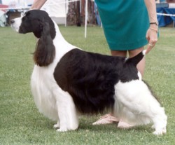 Ch Ocoee Living Proof