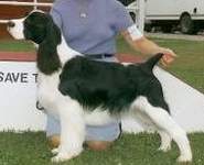 English Springer Spaniel photo: Porter