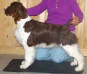 English Springer Spaniel image: Promise