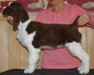 English Springer Spaniel image: Promise'