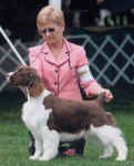 English Springer Spaniel image: Ch Karmadi And Foxboro I.O.U.