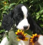 Photo of English Springer Spaniel puppy:  Reba