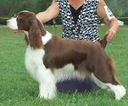 English Springer Spaniel photo:  Remington