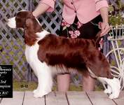 English Springer Spaniel image: Remington