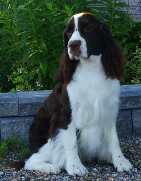 English Springer Spaniel image of Karmadi's Better Bee Goode