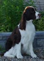 English Springer Spaniel image of Karmadi's Better Bee Goode
