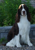 English Springer Spaniel image of Karmadi's Better Bee Goode