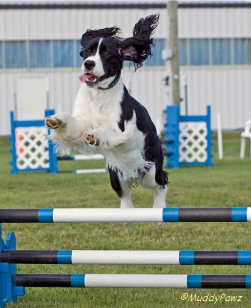 English Springer Spaneil photo:  Karmadi Shania's Girl Shaylie ADC (AAC), SGDC (AAC), AGN (CKC)