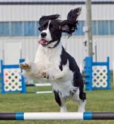 English Springer Spaniel photo: Karmadi Shania's Girl Shaylie ADC (AAC), SGDC (AAC), AGN (CKC)