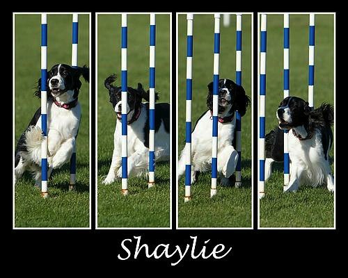 English Springer Spaniel photo: Karmadi Shania's Girl Shaylie ADC (AAC), SGDC (AAC), AGN (CKC)