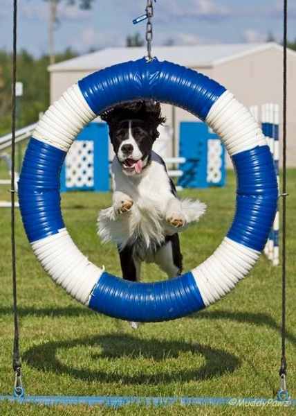 English Springer Spaniel photo:  Karmadi Shania's Girl Shaylie ADC (AAC), SGDC (AAC), AGN (CKC)