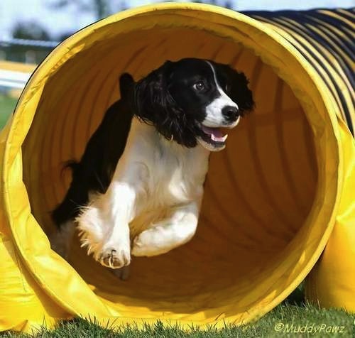 English Springer Spaniel photo: Karmadi Shania's Girl Shaylie ADC (AAC), SGDC (AAC), AGN (CKC)