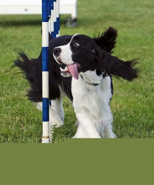 English Springer Spaniel photo:  Karmadi Shania's Girl Shaylie ADC (AAC), SGDC (AAC), AGN (CKC)