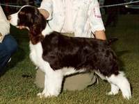 English Springer Spaniel photo:  Ch Karmadi's American Maid