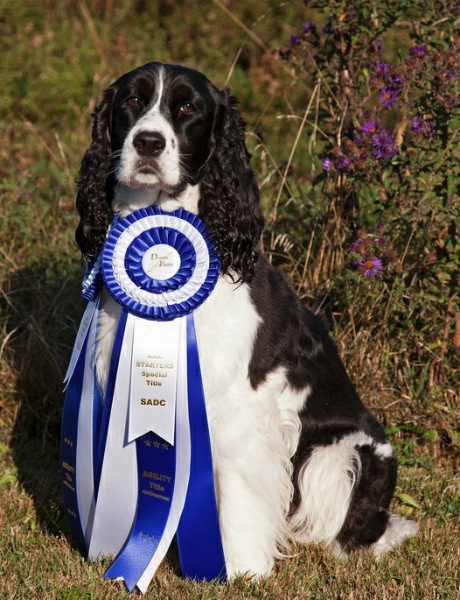 English Springer Spaniel: Slice with her Agility Ribbons