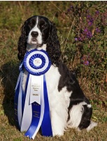 English Springer Spaniel: Slice with her Agility Ribbons