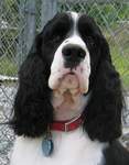 English Springer Spaniel image:  Karmadi's Perfect Storm