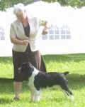 English Springer Spaniel Karmadi's Rose Garden 'Summer' at the English Springer Spaniel National Specialty; owner handled by Carol Chatland.