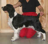 English Springer Spaniel photo; Karmadi's Rose Garden 'Summer'