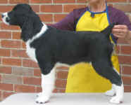 English Springer Spaniel image: Karmadi's Too Goode To Bee Sirius 'Susie'