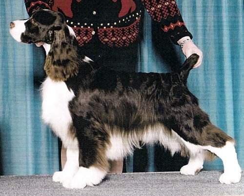 Ch Canamer Nanjay Time Traveller