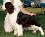 English Springer Spaniel photo: Ch Jester's Spinoff to Karmadi CD CGC