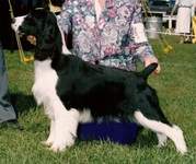English Springer Spaniel photo: Ch Karmadi's Seiko Collection CDX A/CD