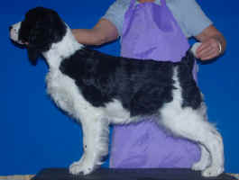 English Springer Spaniel image: Barcath N Karmadi's Token'