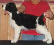 English Springer Spaniel image: Barcath N Karmadi's Token'
