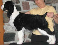 English Springer Spaniel image: Karmadi's Working For A Living 'Trevor'