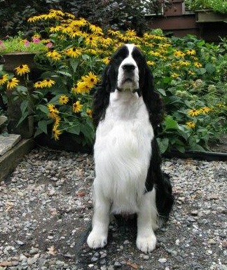 English Springer Spaniel image: Karmadi's Working For A Living 'Trevor'