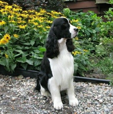 English Springer Spaniel image: Karmadi's Working For A Living 'Trevor'