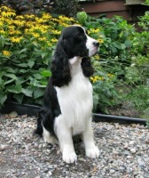 English Springer Spaniel image: Karmadi's Working For A Living