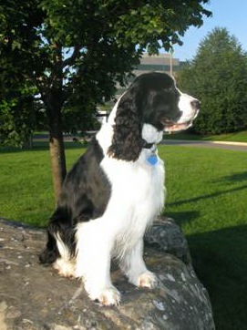 English Springer Spaniel image: Karmadi's Working For A Living