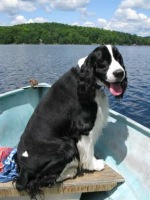 English Springer Spaniel image: Karmadi's Working For A Living